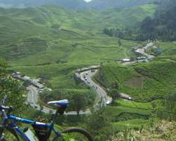 There are numerous tea plantations on both sides of the main Puncak road, walking around the tea plantation is also a relaxing activity for the visito